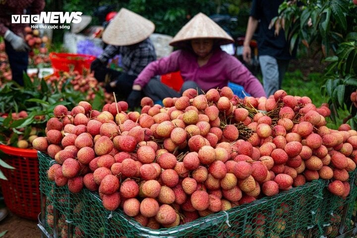 Ai không nên ăn vải?- Ảnh 1.