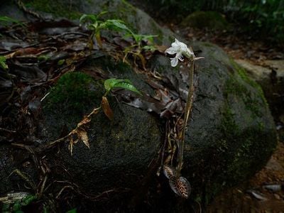 Loại cỏ mọc ở vách núi, khe suối Việt Nam khiến thương gia Trung Quốc chồng tiền cả trăm triệu để mua- Ảnh 2.