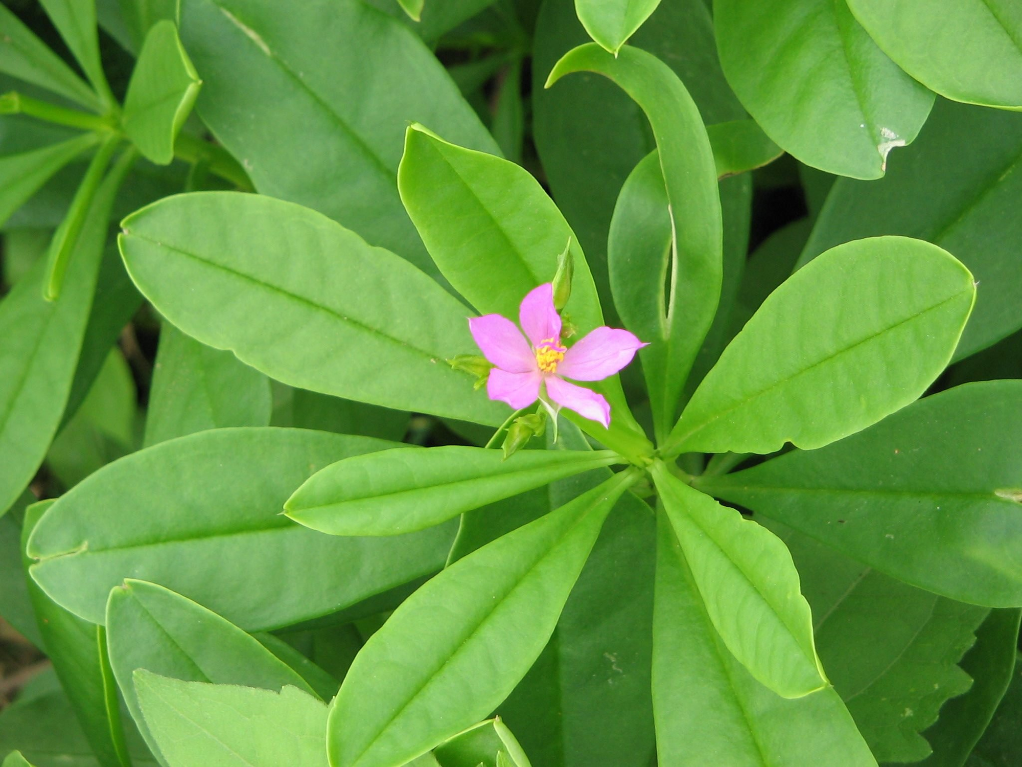 Loại cây từ rễ đến ngọn đều là “nhân sâm của người nghèo”, nhiều vùng quê có đừng bỏ phí - Ảnh 1.