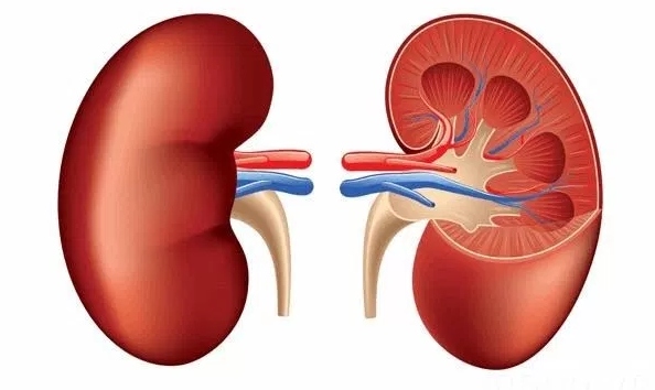 5 siêu thực phẩm tốt cho thận bạn nên ăn hàng ngày- Ảnh 1.